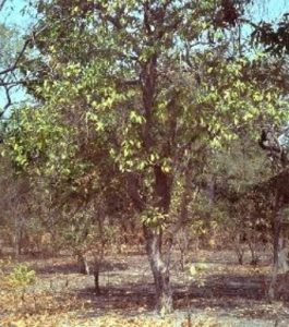 Parinari curatellifolia
